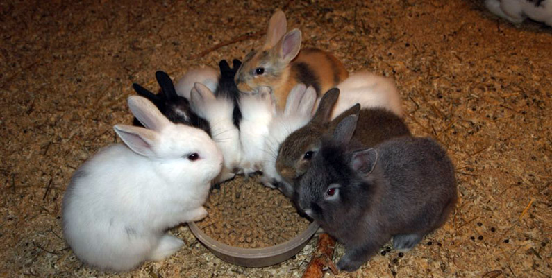 kaniner
